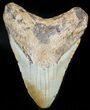 Bargain Megalodon Tooth - North Carolina #45539-1